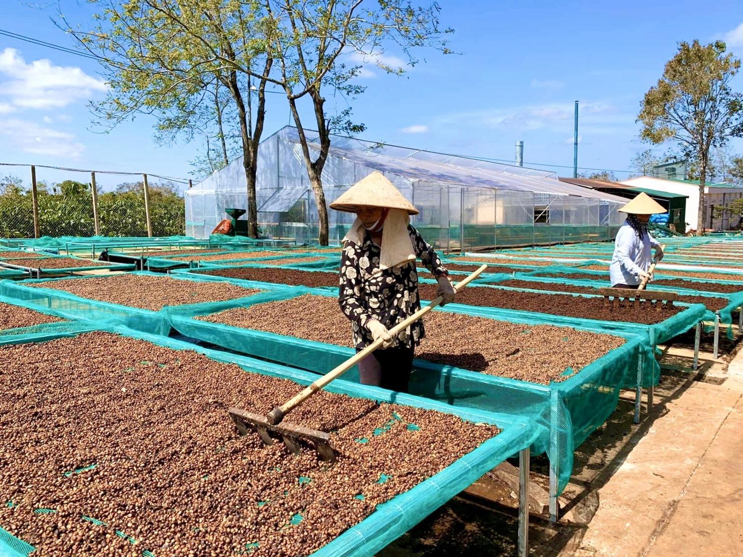 Sản phẩm cà phê đặc sản của HTX Ea Tân (huyện Krông Năng). Ảnh: TL