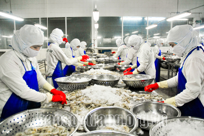 Tuy có nhiều khó khăn, nhưng các doanh nghiệp ngành tôm dần về đích, kịp hoàn thành kế hoạch năm 2021. Ảnh: Tích Chu