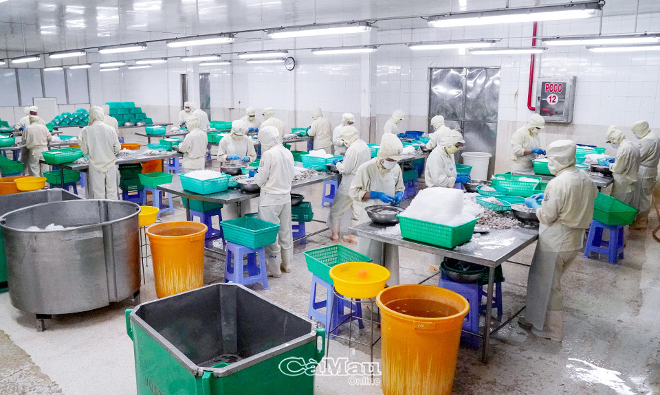 Công ty Cổ phần Chế biến Thuỷ sản xuất khẩu Minh Hải (Minh Hai Jostoco) vẫn duy trì sản xuất, hoàn tất các đơn hàng trong tình hình dịch bệnh căng thẳng. Ảnh: Huỳnh Lâm