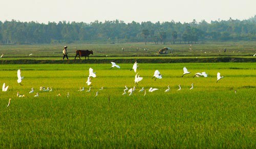 Qui mô thực hiện 27 ha tại thôn 9 và thôn 10 của xã Thiệu Đô, huyện Thiệu Hoá, tỉnh Thanh Hoá từ nguồn kinh phí địa phương.