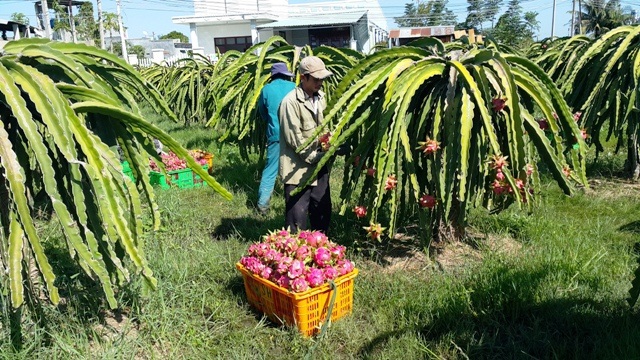 Long An chú trọng nâng cao chất lượng nông sản.