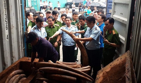 Hải quan bắt giữ hơn 2 tấn ngà Voi trị giá hàng trăm tỷ đồng. Ảnh HQ