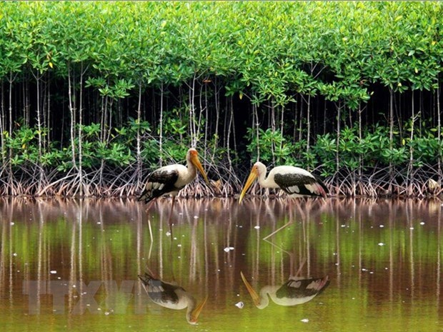 Khu đất ngập nước Côn Đảo. Nguồn: TTXVN.