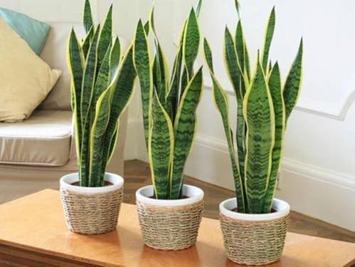 8 cây phong thủy cho người mệnh Thổ - Ảnh 1