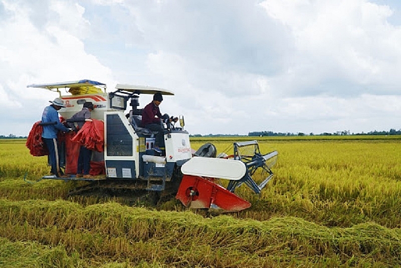 Giá lúa ổn định