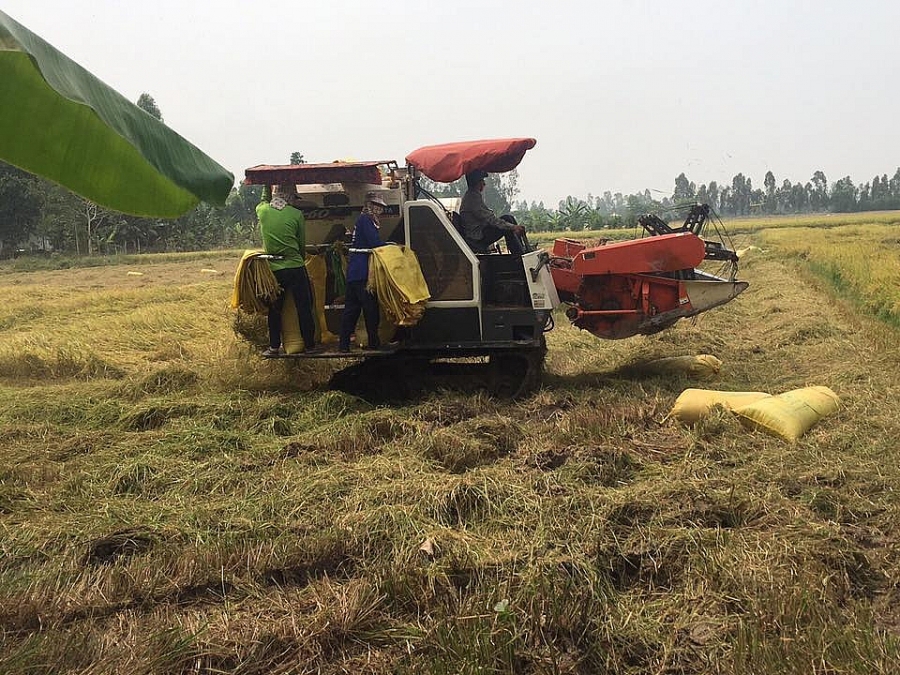 Giá lúa vững suốt 2 tuần trở lại đây