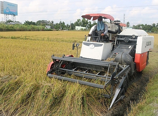 Giá lúa ổn định