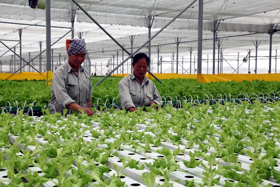 Mô hình sản xuất nông nghiệp trong nhà màng, sử dụng công nghệ tưới tiết kiệm nước tại Tam Đảo (Vĩnh Phúc). Ảnh: THÙY DUNG