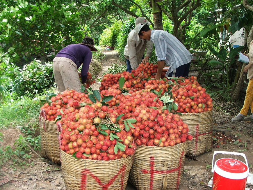 Nông dân xã Bình Hòa Phước, huyện Long Hồ, tỉnh Vĩnh Long thu hoạch chôm chôm. (Ảnh chụp trước ngày 27-4-2021).