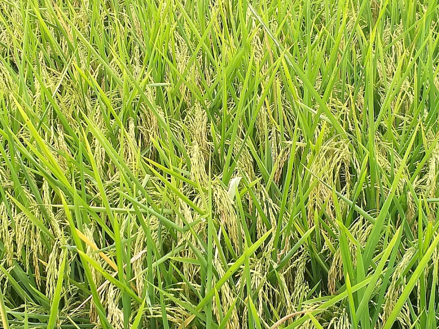 Giá lúa đi ngang, giá phụ phẩm tăng nhẹ