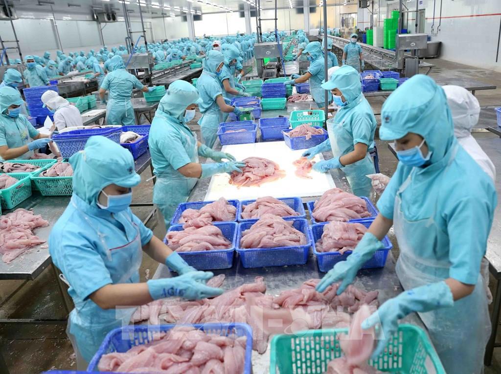 Thủy sản Việt Nam trước nguy cơ đánh mất thị trường EU. Ảnh: TTXVN