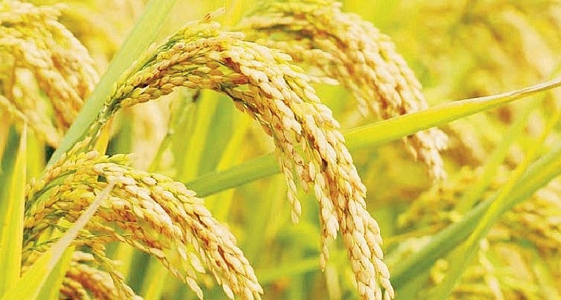 Giá lúa giảm mạnh