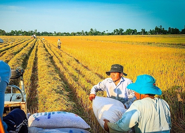 Giá lúa hôm nay biến động nhẹ