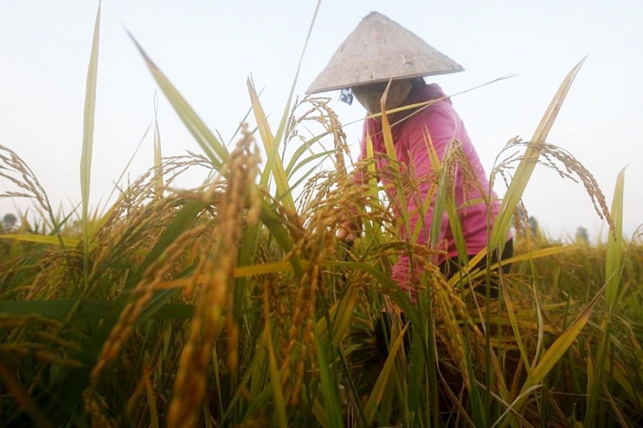 Giá lúa hôm nay ổn định