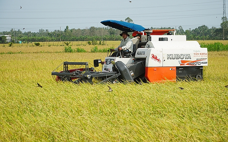 Giá lúa hôm nay tiếp xu hướng ổn định
