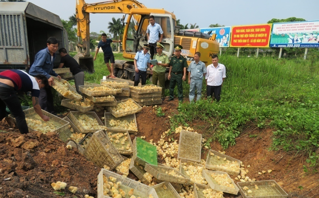 Hải quan Quảng Ninh phối hợp với các lực lượng chức năng tiến hành tiêu hủy gia cầm nhập lậu trái phép.