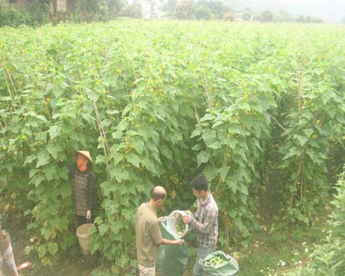 Thu hoạch dưa chuột tại  Bát Xát (Lào Cai)