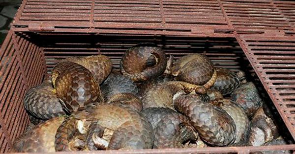 Hành vi buôn bán trái phép động vật hoang dã sẽ bị xử lý nghiêm.