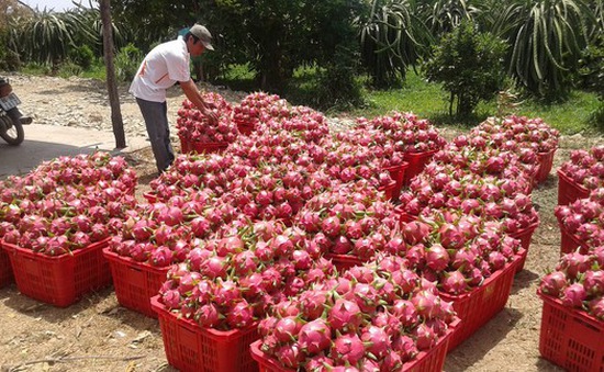 Xuất khẩu thanh long đang gặp khó khăn vì khó xuất khẩu sang Trung Quốc.