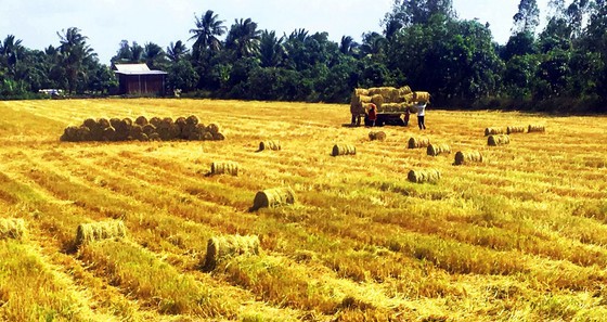 Thu hoạch lúa đông xuân sớm ở ĐBSCL.