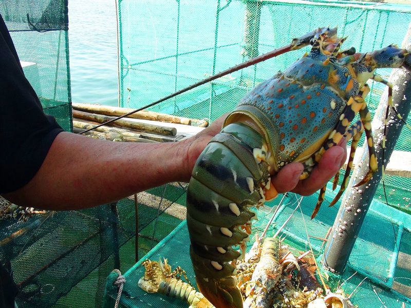 Thông tin tôm hùm rớt giá sốc là chưa chính xác.