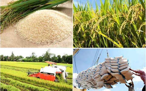 Sau khi tiếp nhận phản ánh của một số doanh nghiệp, Bộ Công Thương đã kiến nghị Chính phủ tiếp tục cho xuất khẩu gạo trở lại.