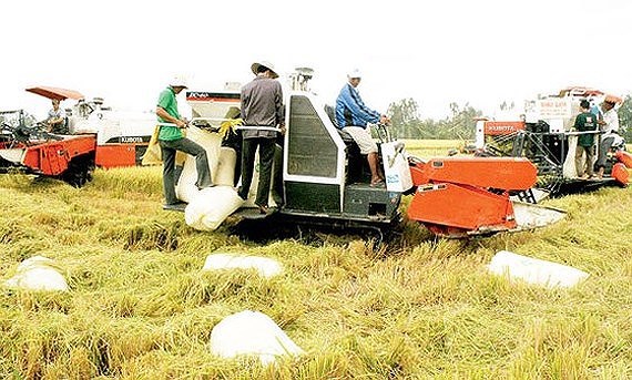 Thu hoạch lúa ở Đồng bằng sông Cửu Long.