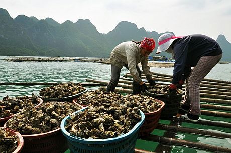 Hàu sữa được thu hoạch tại HTX Hàu sữa Vân Đồn.