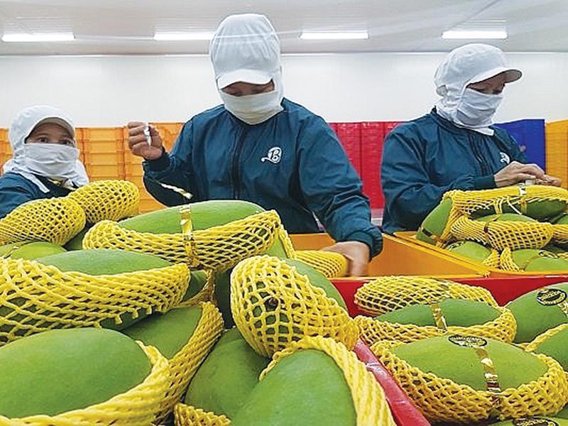 Cần tăng khả năng tiếp cận nguồn vốn cho người nông dân và doanh nghiệp chế biến.