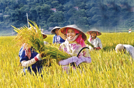 Bộ Tài chính tiếp tục đề xuất miễn thuế sử dụng đất nông nghiệp.