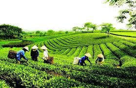 Hơn 1.160 tỷ đồng xây dựng nông thôn mới tại Thái Nguyên.
