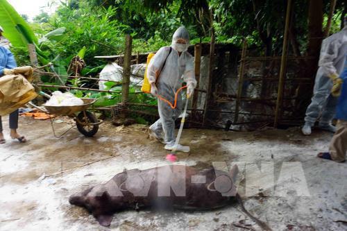 Phun tiêu độc, khử trùng lợn mắc dịch trước khi tiêu hủy.