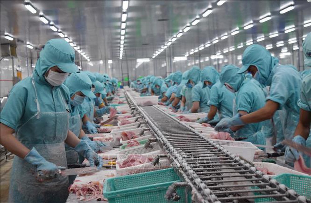 Chế biến cá tra xuất khẩu tại nhà máy ở tỉnh Đồng Tháp.