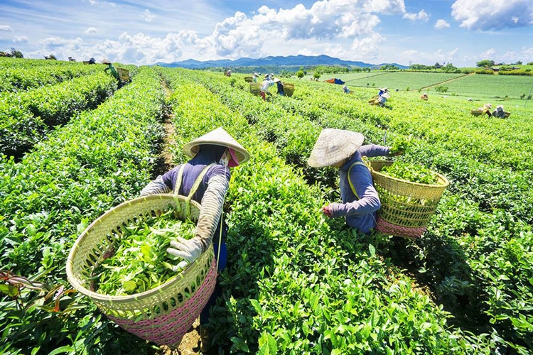 Thực tế việc tiếp cận các nguồn vốn tín dụng, các quỹ đầu tư, chính sách cho phát triển khối doanh nghiệp này còn hạn chế.