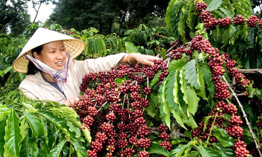Cà phê luôn là mặt hàng xuất khẩu chủ lực của Việt Nam.