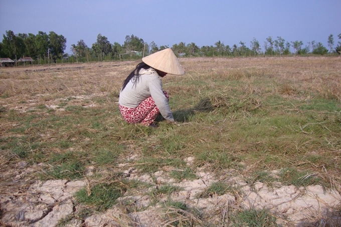 Hạn, mặn gay gắt khiến cánh đồng ở Tiền Giang không thể canh tác. (Ảnh: K.V)