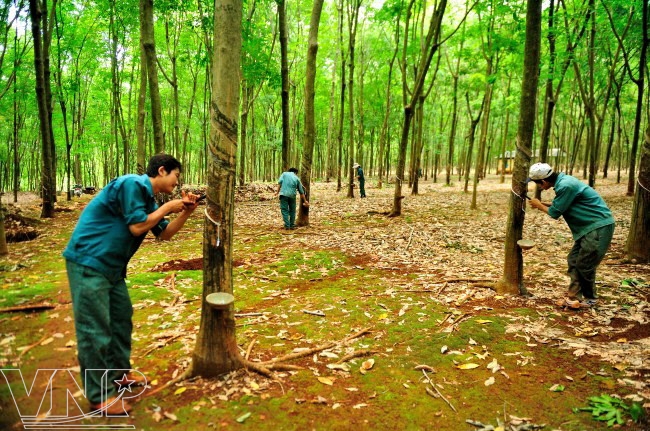 Phát triển kinh tế trang trại cao su trên địa bàn tỉnh Bình Phước.
