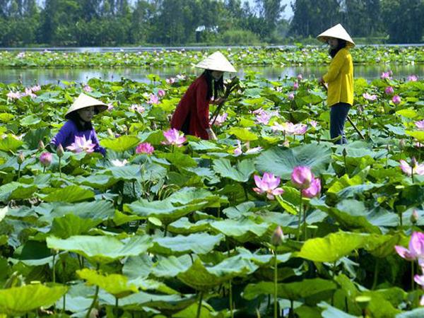Du lịch sinh thái ở Đồng Tháp Mười.