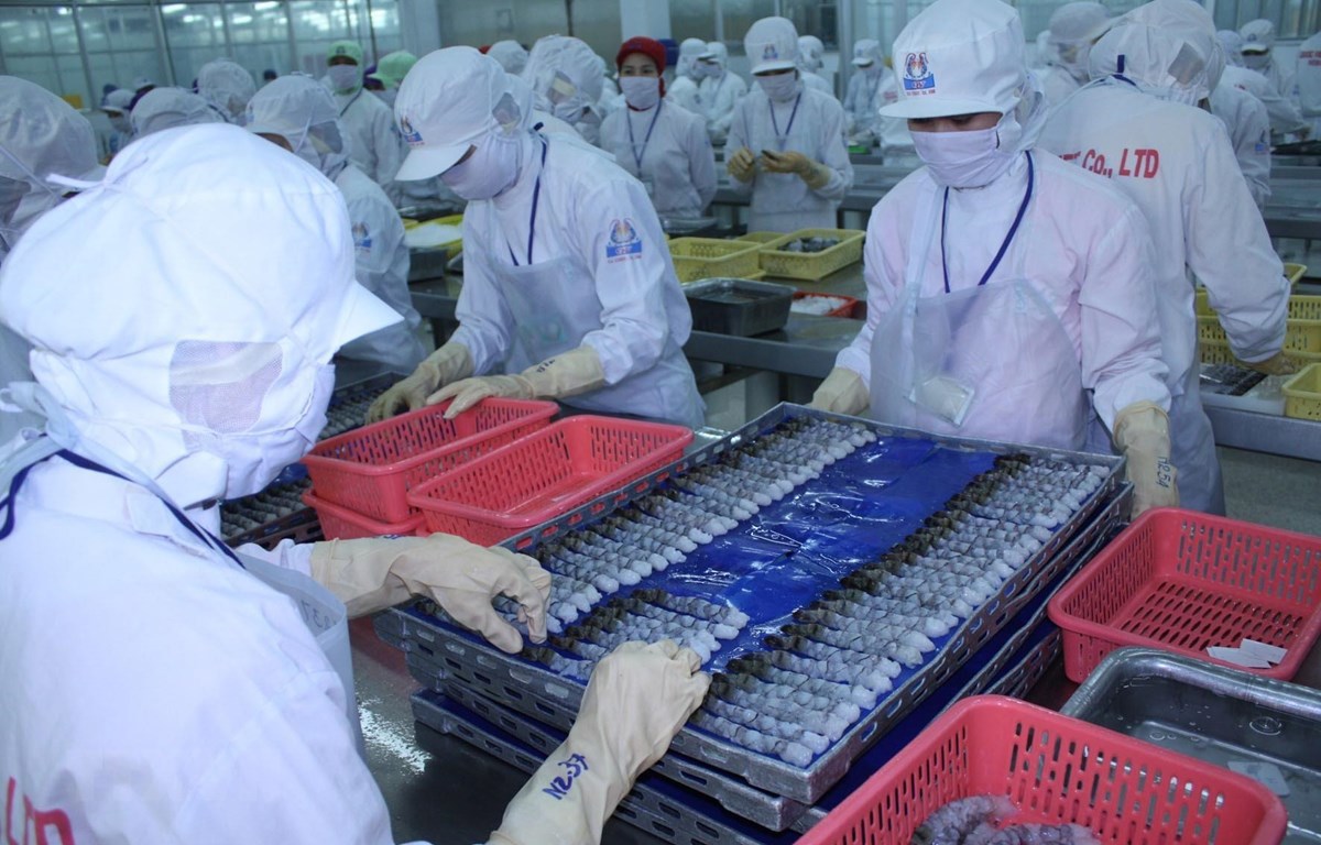 Chế biến tôm xuất khẩu tại Công ty TNHH kinh doanh chế biến Thủy sản xuất nhập khẩu Quốc Việt. (Ảnh: TTXVN)