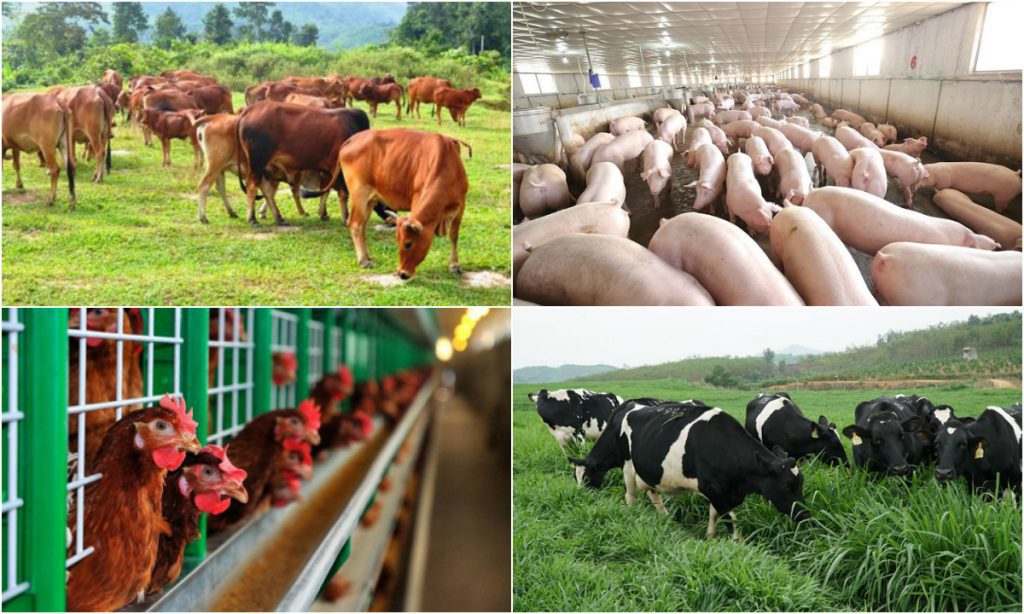 Phạt đến 200 triệu đồng nếu vi phạm hành chính về chăn nuôi.