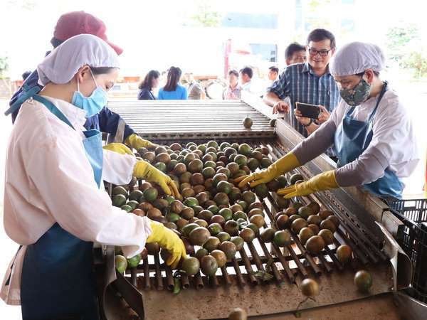 Dây chuyền sản xuất Chanh leo tại Công ty Cổ phần Thực phẩm xuất khẩu Đồng Giao. 