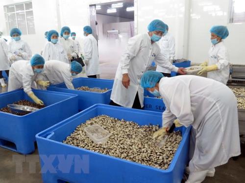 Quy trình chế biến ngao sạch của Công ty Thủy sản Lenger Việt Nam.