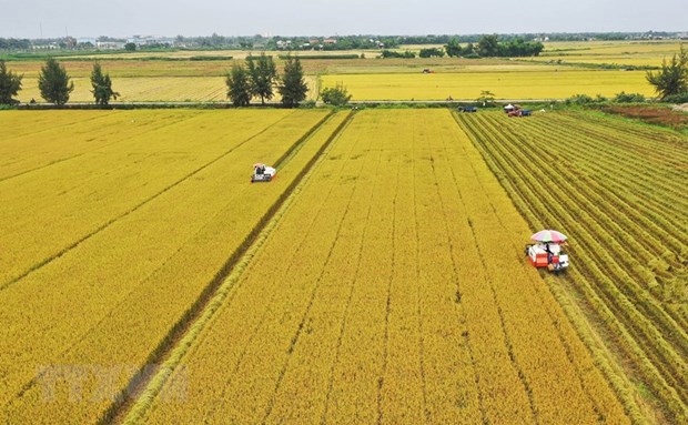Gỡ những "nút thắt" trong tích tụ đất đai cho sản xuất nông nghiệp.
