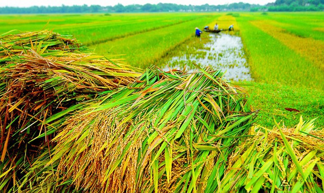 Ảnh minh họa. Nguồn: Internet.