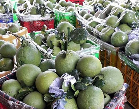 Dịp cuối năm là thời điểm thu hoạch nhiều loại trái cây có múi như cam, bưởi, quýt tại nhiều tỉnh trên cả nước