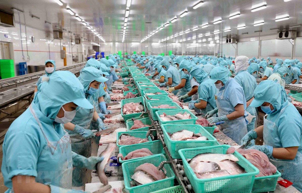 Dây chuyền chế biến philê cá tra xuất khẩu tại nhà máy của Công ty.