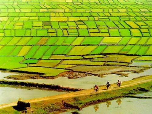 Phát triển bền vững Đồng bằng sông Cửu Long thích ứng với biến đổi khí hậu.