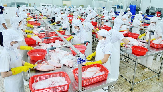 Chế biến thủy sản tại một doanh nghiệp xuất khẩu vào thị trường Mỹ.