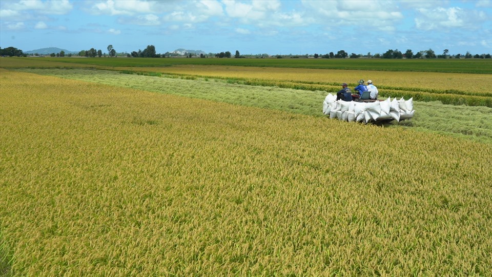 Ngành nông nghiệp khẳng định đảm bảo an ninh lương thực dù kinh tế toàn cầu nhiều biến động. Ảnh: T.Long