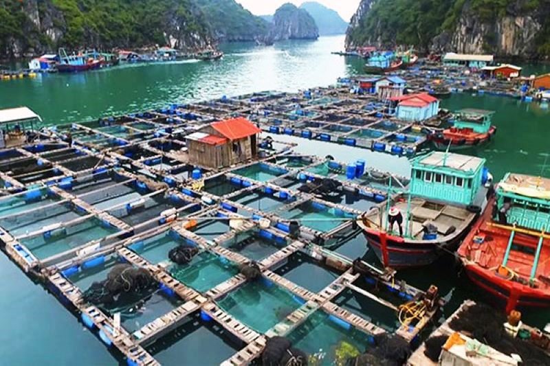Nhiều mô hình nuôi thả thủy sản thân thiện với môi trường đang được triển khai trên cả nước. Ảnh: TL